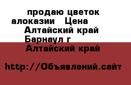 продаю цветок алоказии › Цена ­ 150 - Алтайский край, Барнаул г.  »    . Алтайский край